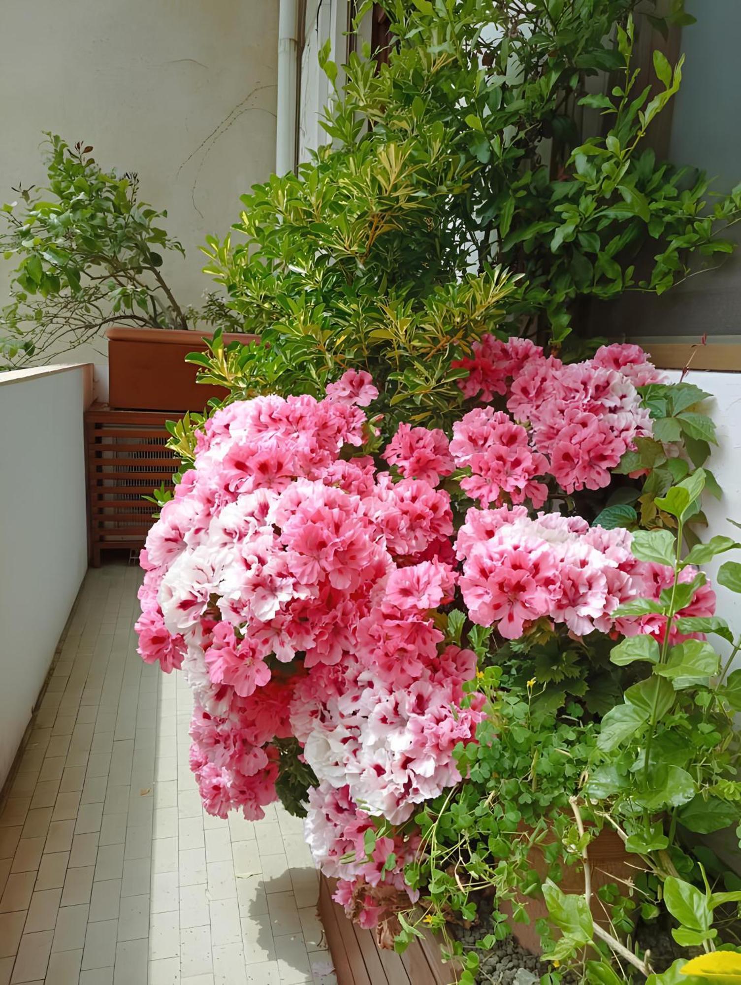 דירות פירנצה La Casa Dei Fiori מראה חיצוני תמונה